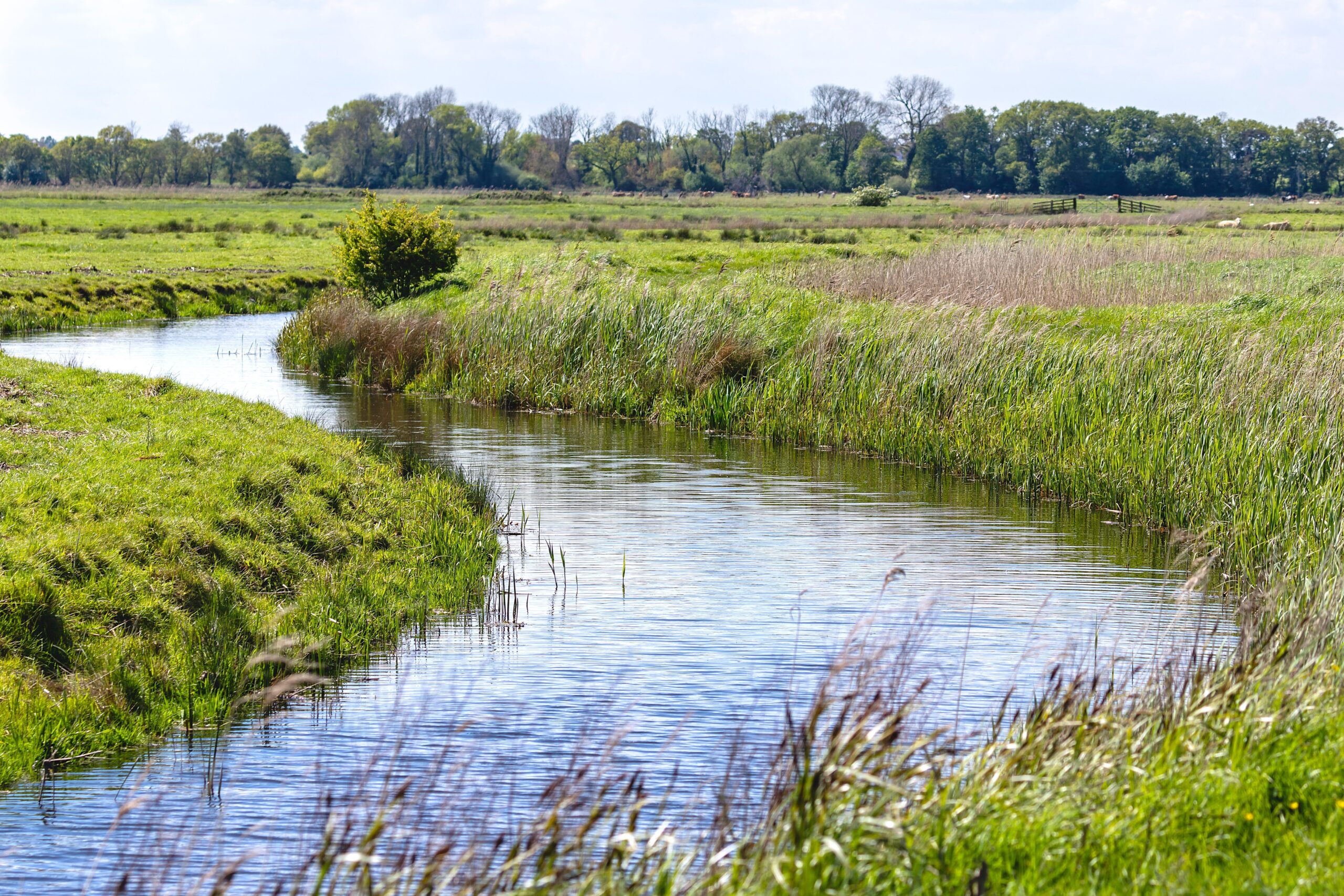 3 key ways ecologists or River Condition Assessment surveyors can contribute to biodiversity net gain