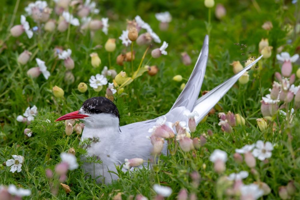 Alt="Arctic Tern"